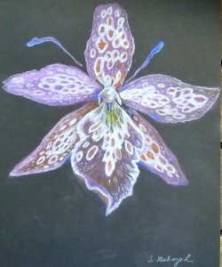 Orchid