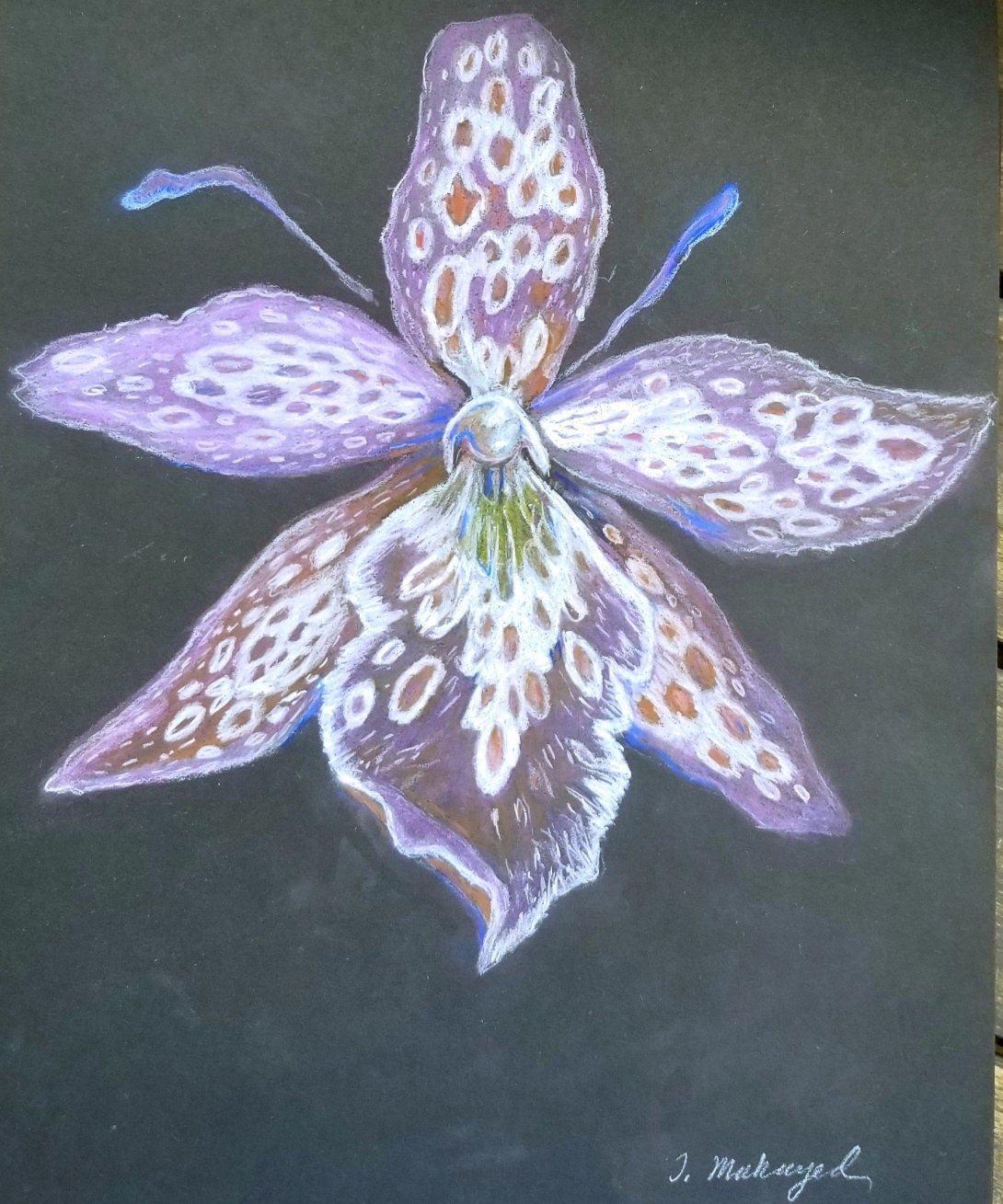 Orchid